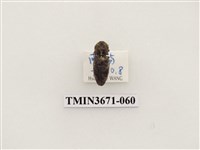 藏品(叩頭蟲(2))的圖片